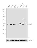 Ataxin 3 Antibody in Western Blot (WB)