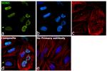 NONO Antibody in Immunocytochemistry (ICC/IF)