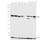 NONO Antibody in Western Blot (WB)