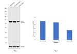 NONO Antibody in Western Blot (WB)