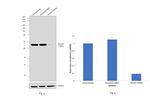 RhoGDI Antibody