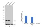 IBA1 Antibody