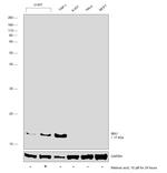 IBA1 Antibody in Western Blot (WB)