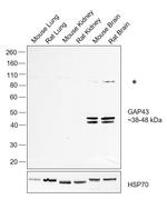 GAP43 Antibody in Western Blot (WB)