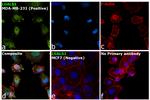 Galectin 1 Antibody in Immunocytochemistry (ICC/IF)