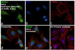 PRDX1 Antibody in Immunocytochemistry (ICC/IF)