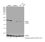 PRDX1 Antibody in Western Blot (WB)