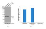 PRDX1 Antibody