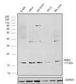 NME2 Antibody in Western Blot (WB)