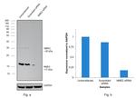 NME2 Antibody in Western Blot (WB)