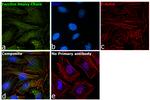 Ferritin Heavy Chain Antibody in Immunocytochemistry (ICC/IF)