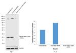 Ferritin Heavy Chain Antibody