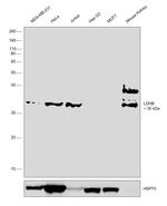 LDHB Antibody