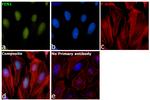 FEN1 Antibody in Immunocytochemistry (ICC/IF)