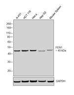 FEN1 Antibody in Western Blot (WB)