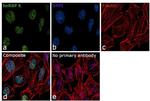 hnRNP K Antibody in Immunocytochemistry (ICC/IF)