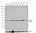 hnRNP D Antibody in Western Blot (WB)