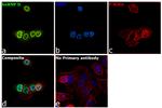 hnRNP D Antibody in Immunocytochemistry (ICC/IF)