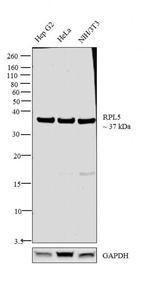 RPL5 Antibody in Western Blot (WB)