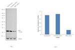 RPL5 Antibody