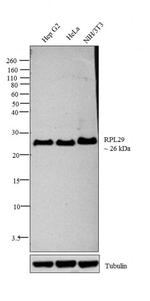 RPL29 Antibody in Western Blot (WB)