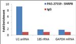 SNRPB Antibody in RNA Immunoprecipitation (RIP)