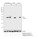 ATF4 Antibody in Western Blot (WB)