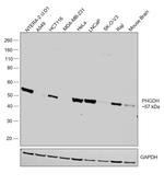 PHGDH Antibody