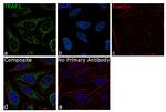 TRAP1 Antibody in Immunocytochemistry (ICC/IF)