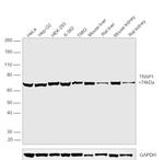 TRAP1 Antibody in Western Blot (WB)