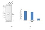 Cofilin Antibody