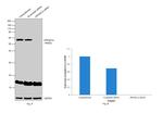 PPP2R1A Antibody in Western Blot (WB)