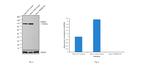 TRIM28 Antibody in Western Blot (WB)