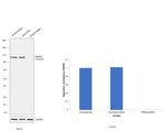 TRIM28 Antibody in Western Blot (WB)