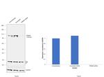 TRIM28 Antibody in Western Blot (WB)