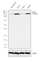 HYOU1 Antibody in Western Blot (WB)