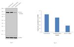 HYOU1 Antibody