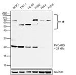 PYCARD Antibody