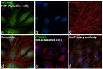 PYCARD Antibody in Immunocytochemistry (ICC/IF)