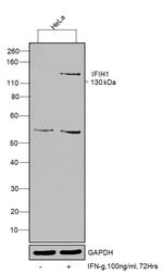 MDA5 Antibody in Western Blot (WB)