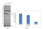 NRF1 Antibody in Western Blot (WB)