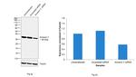 Annexin V Antibody in Western Blot (WB)