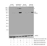 Nrf2 Antibody