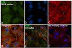 Nrf2 Antibody in Immunocytochemistry (ICC/IF)