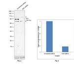 Nrf2 Antibody in Western Blot (WB)