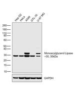 Monoacylglycerol Lipase Antibody in Western Blot (WB)