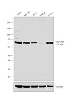 CYP27A1 Antibody