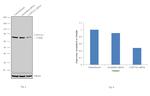 CYP27A1 Antibody in Western Blot (WB)