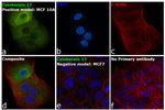 Cytokeratin 17 Antibody