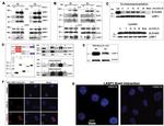 UHRF1 Antibody in Western Blot (WB)